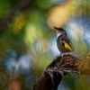 Medosavka zlatokridla - Phylidonyris pyrrhopterus - Crescent Honeyeater o3871-3